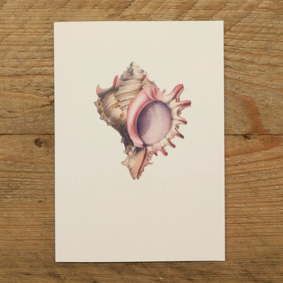 Classic Shell folded note card