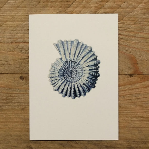 Mollusc folded note card