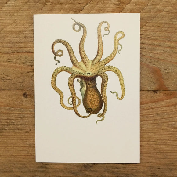 Octopus folded note card